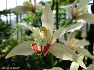 Cymbidium Erica Sander