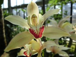 Cymbidium Erica Sander