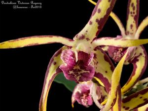 Dendrobium Victorian Regency