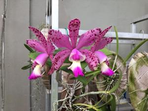 Cattleya Brabantiae