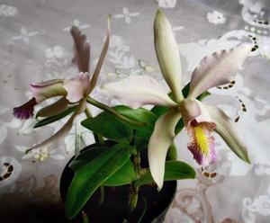 Cattleya Mariel Huien Tan