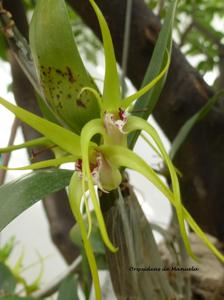 Dendrobium Pauline Rankin