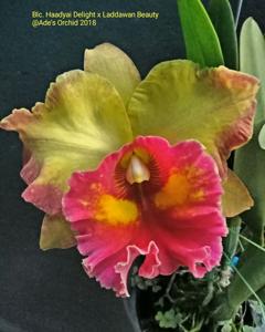 Rhyncholaeliocattleya Chomthong Fancy