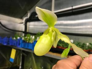 Paphiopedilum Henrietta Fujiwara