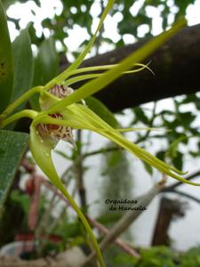 Dendrobium Pauline Rankin