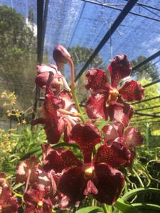 Vanda Orea's Beauty