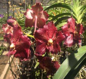 Vanda Orea's Beauty