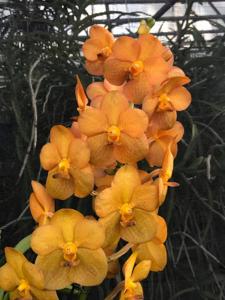 Vanda Banjong Topaz