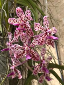 Vanda tricolor-Khun Nok