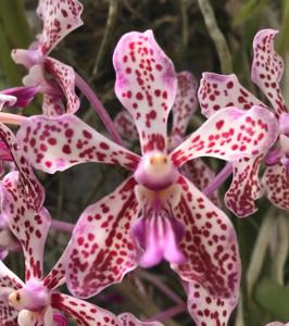 Vanda tricolor-Khun Nok