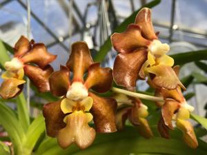 Vanda Memphis Glenwild Gold