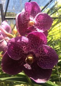 Vanda Pure's Wax