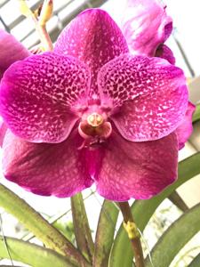 Vanda Adele Graham