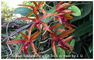 Laeliocatanthe Taiwan Orange