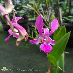Dendrobium Rose Marie