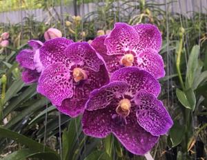 Vanda Pure's Wax