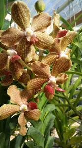 <i>Vanda</i> Kultana Gold-lamellata