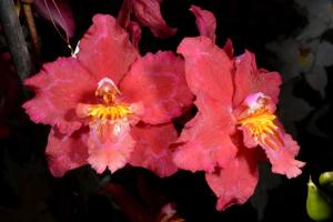 Oncidium Petit Port