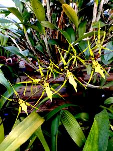 Brassidium Shooting Star