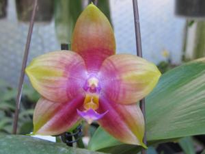 Phalaenopsis LD Emerald Bear