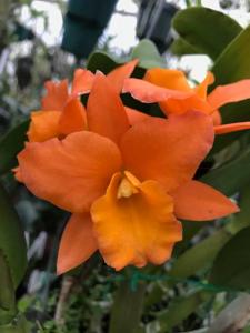 Rhyncattleanthe Fuchs Orange Nuggett