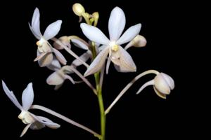 Vanda White Crane