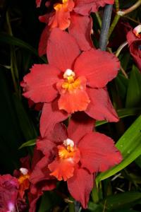 Oncidium Nichirei Sunrise