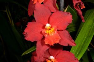 Oncidium Nichirei Sunrise