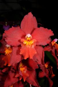 Oncidium Nichirei Sunrise