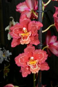 Oncidium Petit Port