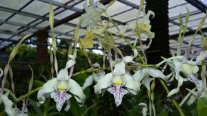 Dendrobium Samarai