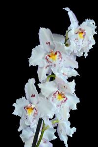 Oncidium Hans Koch