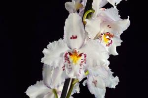 Oncidium Hans Koch