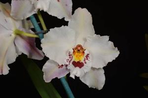 Oncidium Hans Koch