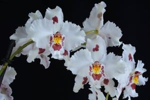 Oncidium Hans Koch