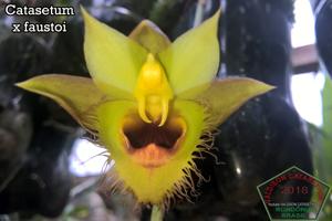 Catasetum faustoi
