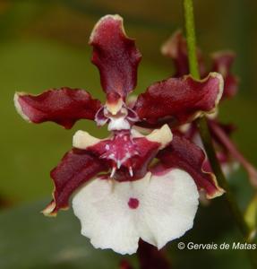 Oncidium Sharry Baby