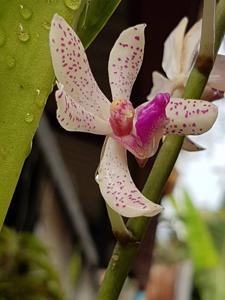 Arachnostylis Jittima
