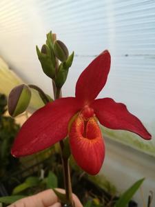 Phragmipedium Memoria Dick Clements