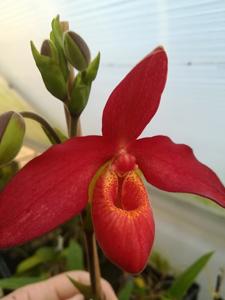 Phragmipedium Memoria Dick Clements