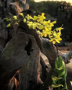 Dendrobium Yong Kok Wah