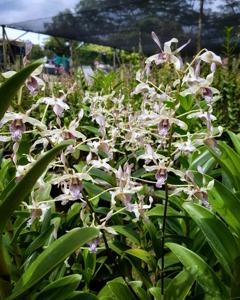 Dendrobium Karen Okamoto