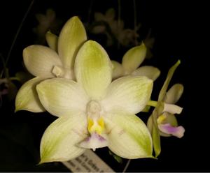 Phalaenopsis Pylo's Green Gelb