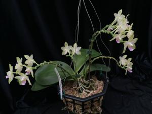 Phalaenopsis Pylo's Green Gelb