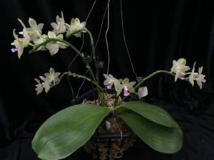 Phalaenopsis Pylo's Green Gelb