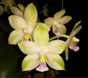 Phalaenopsis Pylo's Green Gelb