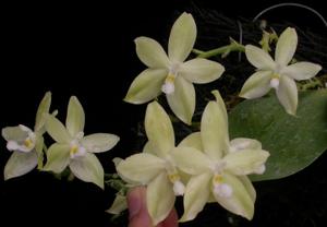 Phalaenopsis Tetra Green