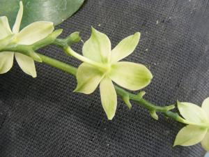 Phalaenopsis Tetra Green