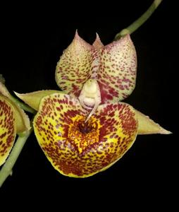 Catasetum Orchidglade