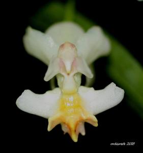 Oncidium Twinkle